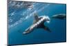 Southern Sea Lion in Diego Ramirez Islands, Chile-Paul Souders-Mounted Photographic Print