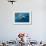 Southern Sea Lion in Diego Ramirez Islands, Chile-Paul Souders-Framed Photographic Print displayed on a wall