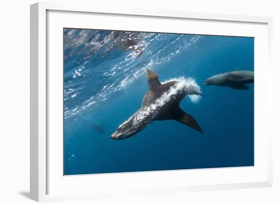 Southern Sea Lion in Diego Ramirez Islands, Chile-Paul Souders-Framed Photographic Print