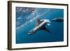 Southern Sea Lion in Diego Ramirez Islands, Chile-Paul Souders-Framed Photographic Print