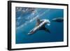 Southern Sea Lion in Diego Ramirez Islands, Chile-Paul Souders-Framed Photographic Print