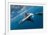 Southern Sea Lion in Diego Ramirez Islands, Chile-Paul Souders-Framed Photographic Print