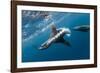 Southern Sea Lion in Diego Ramirez Islands, Chile-Paul Souders-Framed Photographic Print