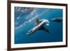 Southern Sea Lion in Diego Ramirez Islands, Chile-Paul Souders-Framed Photographic Print