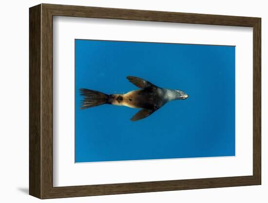 Southern Sea Lion in Diego Ramirez Islands, Chile-Paul Souders-Framed Photographic Print