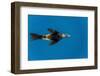 Southern Sea Lion in Diego Ramirez Islands, Chile-Paul Souders-Framed Photographic Print