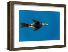 Southern Sea Lion in Diego Ramirez Islands, Chile-Paul Souders-Framed Photographic Print