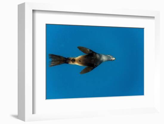 Southern Sea Lion in Diego Ramirez Islands, Chile-Paul Souders-Framed Photographic Print