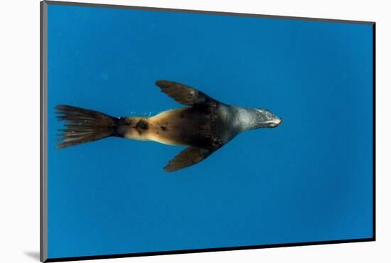 Southern Sea Lion in Diego Ramirez Islands, Chile-Paul Souders-Mounted Photographic Print