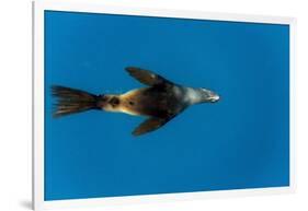 Southern Sea Lion in Diego Ramirez Islands, Chile-Paul Souders-Framed Photographic Print