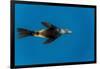 Southern Sea Lion in Diego Ramirez Islands, Chile-Paul Souders-Framed Photographic Print