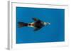 Southern Sea Lion in Diego Ramirez Islands, Chile-Paul Souders-Framed Photographic Print