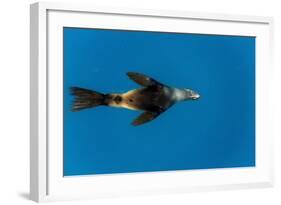 Southern Sea Lion in Diego Ramirez Islands, Chile-Paul Souders-Framed Photographic Print