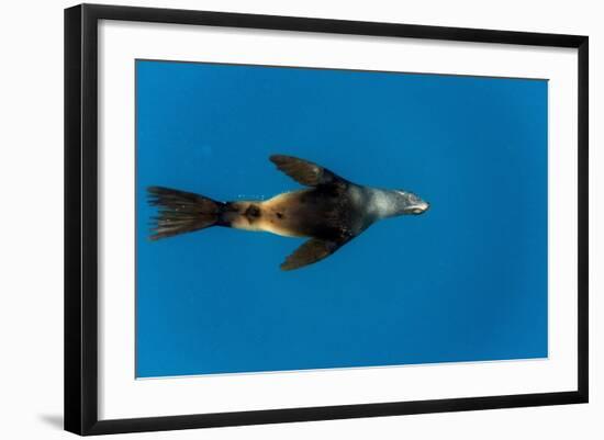 Southern Sea Lion in Diego Ramirez Islands, Chile-Paul Souders-Framed Photographic Print