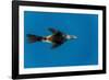 Southern Sea Lion in Diego Ramirez Islands, Chile-Paul Souders-Framed Photographic Print