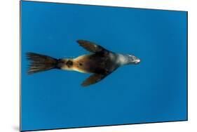 Southern Sea Lion in Diego Ramirez Islands, Chile-Paul Souders-Mounted Photographic Print