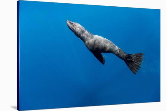 Southern Sea Lion in Diego Ramirez Islands, Chile-Paul Souders-Stretched Canvas