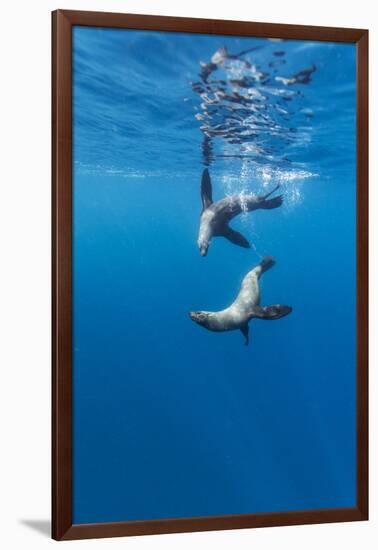 Southern Sea Lions, Diego Ramirez Islands, Chile-Paul Souders-Framed Photographic Print