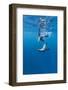 Southern Sea Lions, Diego Ramirez Islands, Chile-Paul Souders-Framed Photographic Print