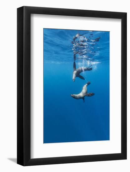 Southern Sea Lions, Diego Ramirez Islands, Chile-Paul Souders-Framed Photographic Print