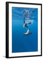 Southern Sea Lions, Diego Ramirez Islands, Chile-Paul Souders-Framed Photographic Print