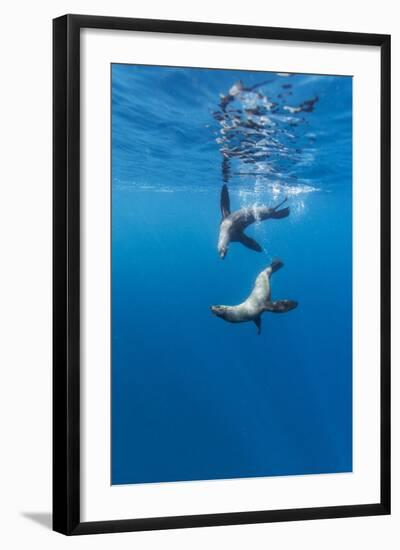 Southern Sea Lions, Diego Ramirez Islands, Chile-Paul Souders-Framed Photographic Print