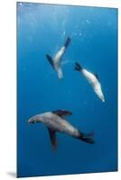 Southern Sea Lions in Diego Ramirez Islands, Chile-Paul Souders-Mounted Premium Photographic Print