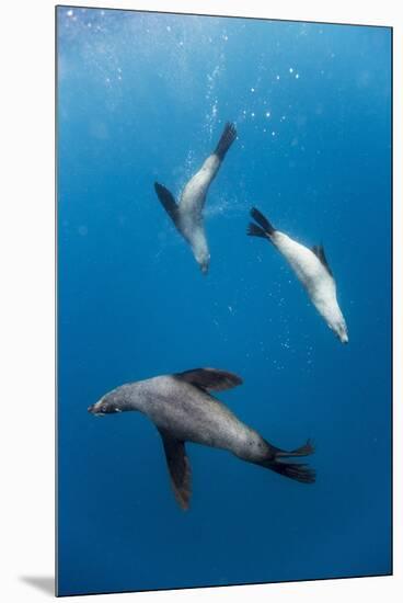 Southern Sea Lions in Diego Ramirez Islands, Chile-Paul Souders-Mounted Premium Photographic Print