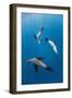 Southern Sea Lions in Diego Ramirez Islands, Chile-Paul Souders-Framed Photographic Print