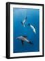 Southern Sea Lions in Diego Ramirez Islands, Chile-Paul Souders-Framed Photographic Print