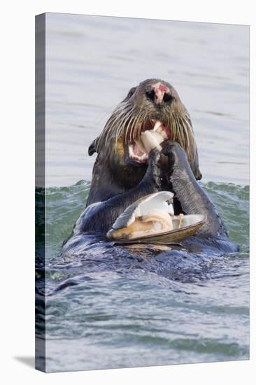 Southern Sea Otter Eats a Clam-Hal Beral-Stretched Canvas