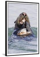 Southern Sea Otter Eats a Clam-Hal Beral-Framed Premium Photographic Print