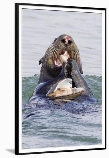 Southern Sea Otter Eats a Clam-Hal Beral-Framed Premium Photographic Print