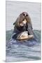 Southern Sea Otter Eats a Clam-Hal Beral-Mounted Premium Photographic Print