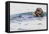 Southern Sea Otter Eats a Clam-Hal Beral-Framed Stretched Canvas