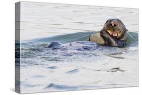 Southern Sea Otter Eats a Clam-Hal Beral-Stretched Canvas