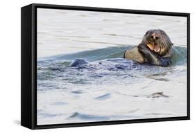 Southern Sea Otter Eats a Clam-Hal Beral-Framed Stretched Canvas