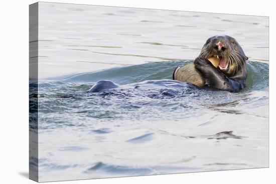 Southern Sea Otter Eats a Clam-Hal Beral-Stretched Canvas