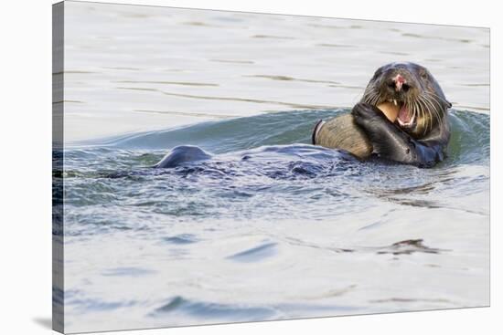 Southern Sea Otter Eats a Clam-Hal Beral-Stretched Canvas