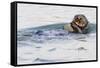 Southern Sea Otter Eats a Clam-Hal Beral-Framed Stretched Canvas