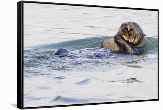 Southern Sea Otter Eats a Clam-Hal Beral-Framed Stretched Canvas