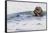 Southern Sea Otter Eats a Clam-Hal Beral-Framed Stretched Canvas