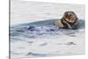 Southern Sea Otter Eats a Clam-Hal Beral-Stretched Canvas