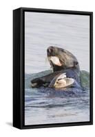 Southern Sea Otter Eats a Clam-Hal Beral-Framed Stretched Canvas