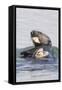 Southern Sea Otter Eats a Clam-Hal Beral-Framed Stretched Canvas