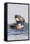 Southern Sea Otter Eats a Clam-Hal Beral-Framed Stretched Canvas