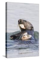 Southern Sea Otter Eats a Clam-Hal Beral-Stretched Canvas