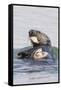 Southern Sea Otter Eats a Clam-Hal Beral-Framed Stretched Canvas