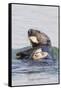 Southern Sea Otter Eats a Clam-Hal Beral-Framed Stretched Canvas