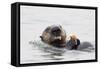 Southern Sea Otter Eats a Clam-Hal Beral-Framed Stretched Canvas